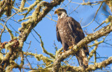 Immature eagle #2