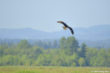 Osprey pulls into a loop