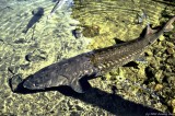 Sturgeon