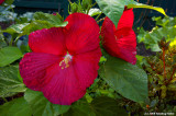 Our Hibiscus