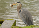 Heron with its catch