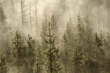 Fir trees in ground fog