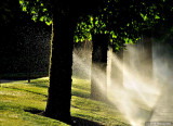 Summer Watering