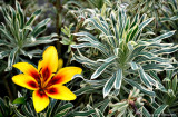 Natural Floral Arrangement