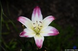 Hybrid Lily With Dark Background