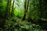 Lush Oregon Forest