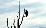 Hawk In Silhouette