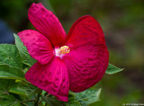 Our Hibiscus Just Bloomed