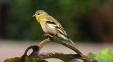 American Goldfinch