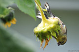 D700-100610-201.jpg
