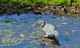 D3-100810-470.jpg