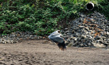 D700-101110-033a.jpg