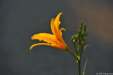 D700-102010-280