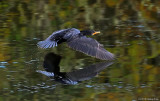 Low Flying Cormorant
