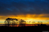 Sunrise And Trees