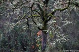 D3-111210-114.JPG