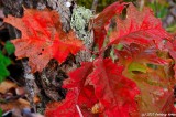 D3-111210-150.JPG