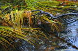 At The Edge Of A Pond