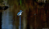 Kingfisher At Rest