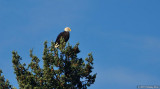 Bald Eagle In A Tree