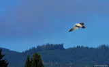 Gull On The Wing