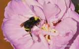 Bee Tickled Pink