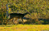 Oh Deer Me!