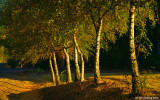 Trees Bathing in Morning Light