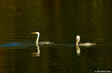 Clarks Grebe