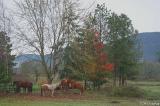 Mohawk Valley ranch