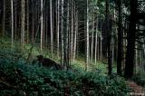 Seeing the trees in the forest