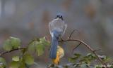 Western Scrub Jay #4