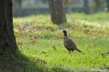 Pheasant