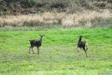 The young Black-tails again