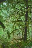 Mossy tree