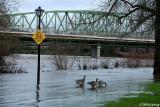 Geese on Alton Baker path #2