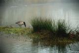 Canada Goose