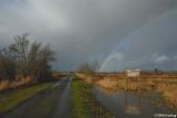 Rainbow over Fern Ridge Wetlands
