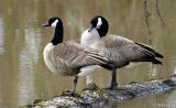 One-legged geese