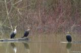 Cormorants