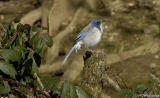 Western Scrub Jay