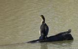 Cormorant twisting neck