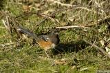 female Spotted Towhee #2