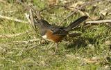 female Spotted Towhee #3