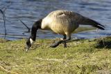 Grazing goose