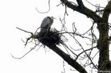 Great Blue Heron in nesting tree