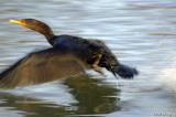 Cormorant - lift off