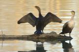 Cormorants sunning #3