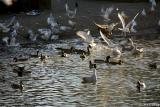 Seagulls at the pond #7