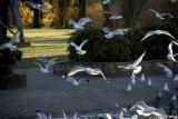 Seagulls at the pond #4